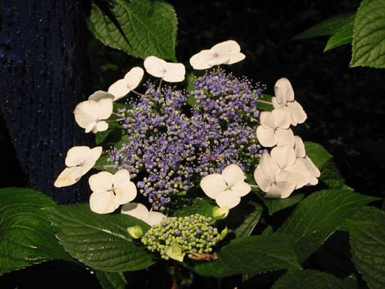 hydrangea