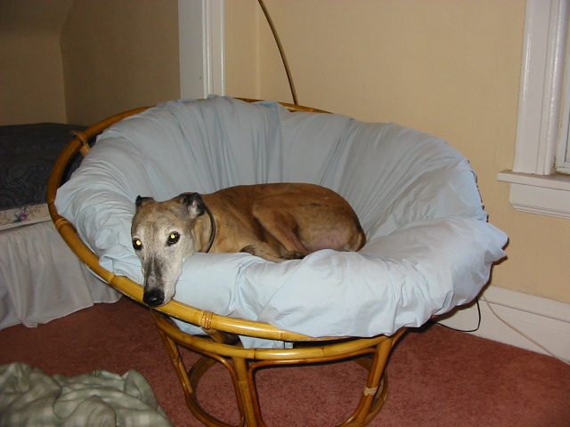 Jazzy on papasan chair