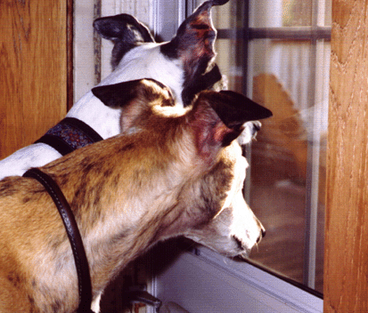 Jazz and Libby at the door