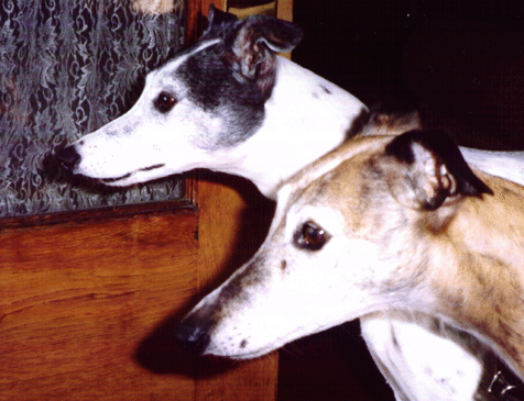 Jazz and Libby, neck and neck