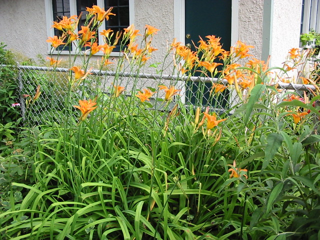 orange daylilies