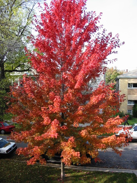pretty red tree, 2002